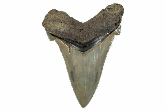 Serrated Angustidens Tooth - Megalodon Ancestor #269955